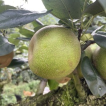 建宁翠冠梨黄花梨