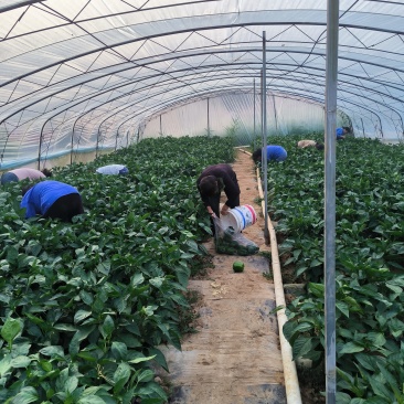 长期晋城范围内提供菜辣椒