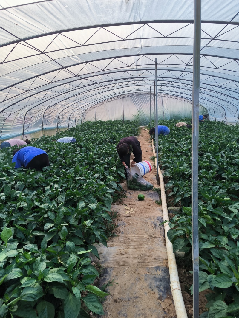长期晋城范围内提供菜辣椒
