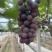 临山巨峰葡萄