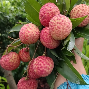 广东东莞糯米糍！
