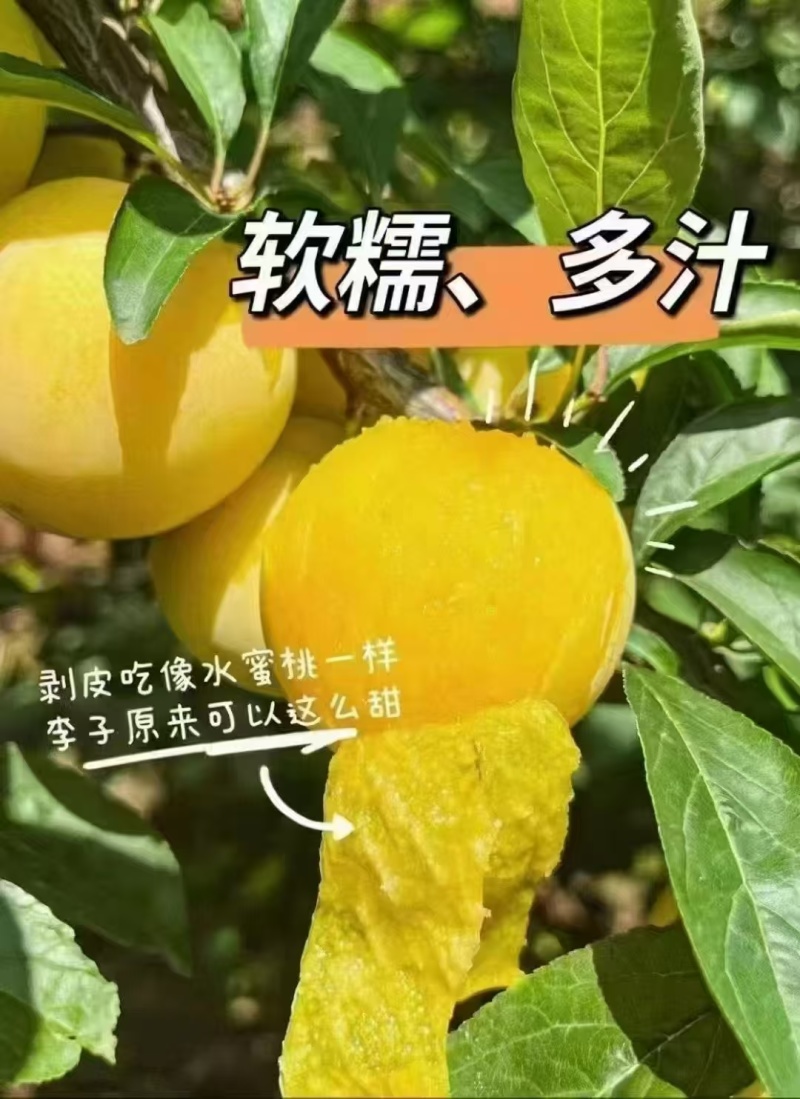 汉源应季水果-桃花李又名冰糖李