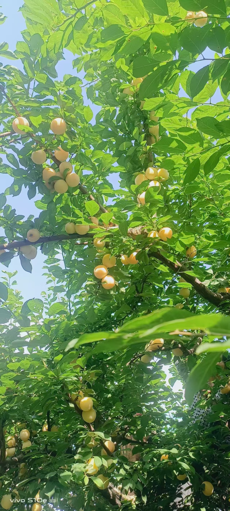 汉源应季水果-桃花李又名冰糖李