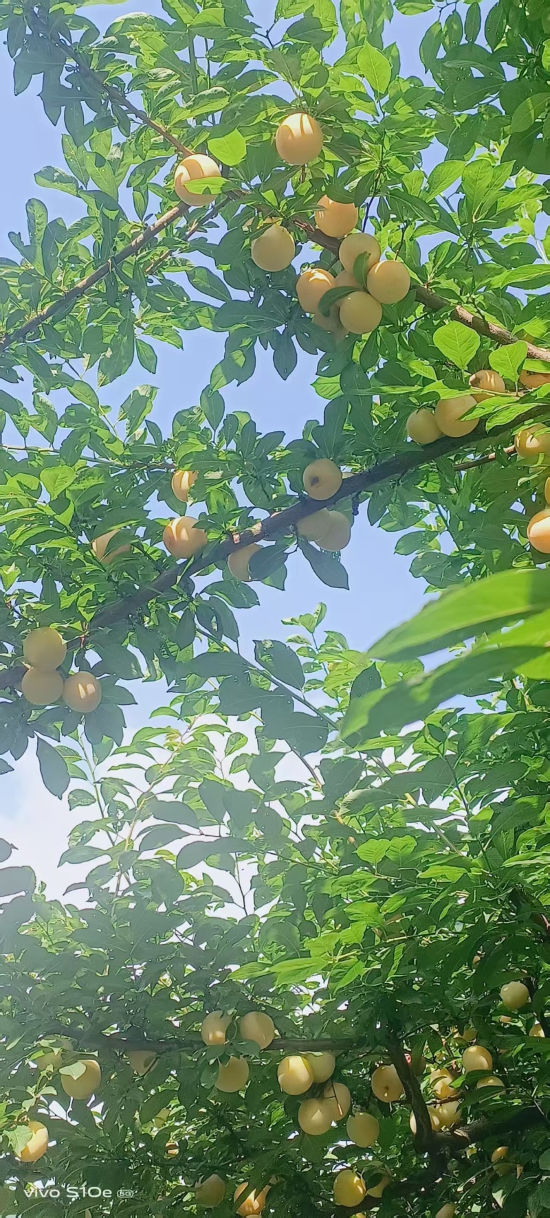 汉源应季水果-桃花李又名冰糖李