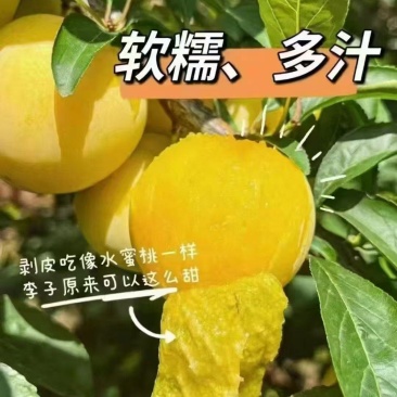 汉源应季水果-桃花李又名冰糖李