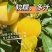 汉源应季水果-桃花李又名冰糖李