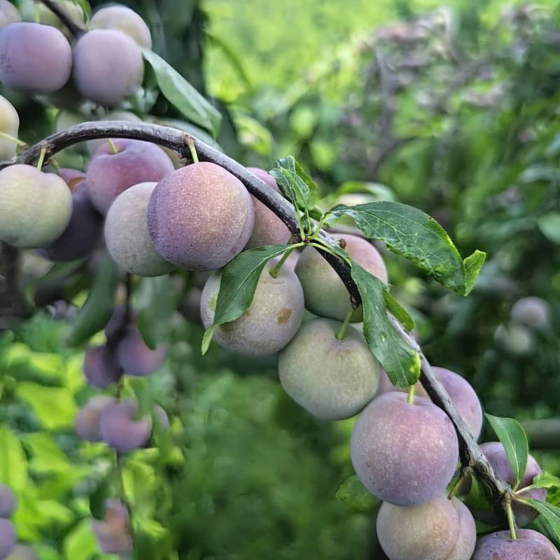 四川屏山县半边红李子（茵红李），产地直供，量大稳定！