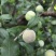 四川屏山县半边红李子（茵红李），产地直供，量大稳定！