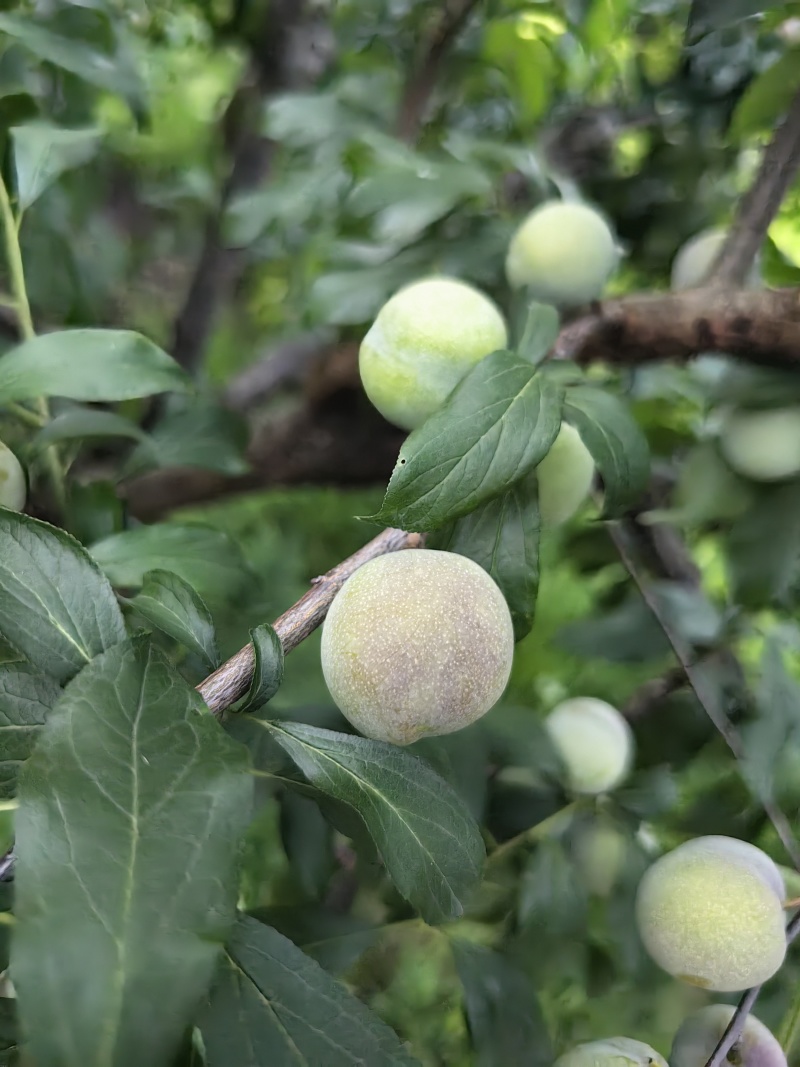 四川屏山县半边红李子（茵红李），产地直供，量大稳定！