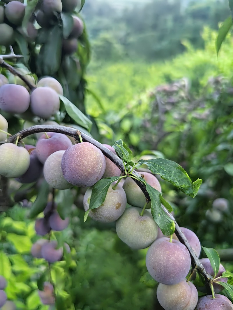 四川屏山县半边红李子（茵红李），产地直供，量大稳定！