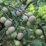 四川屏山县半边红李子（茵红李），产地直供，量大稳定！