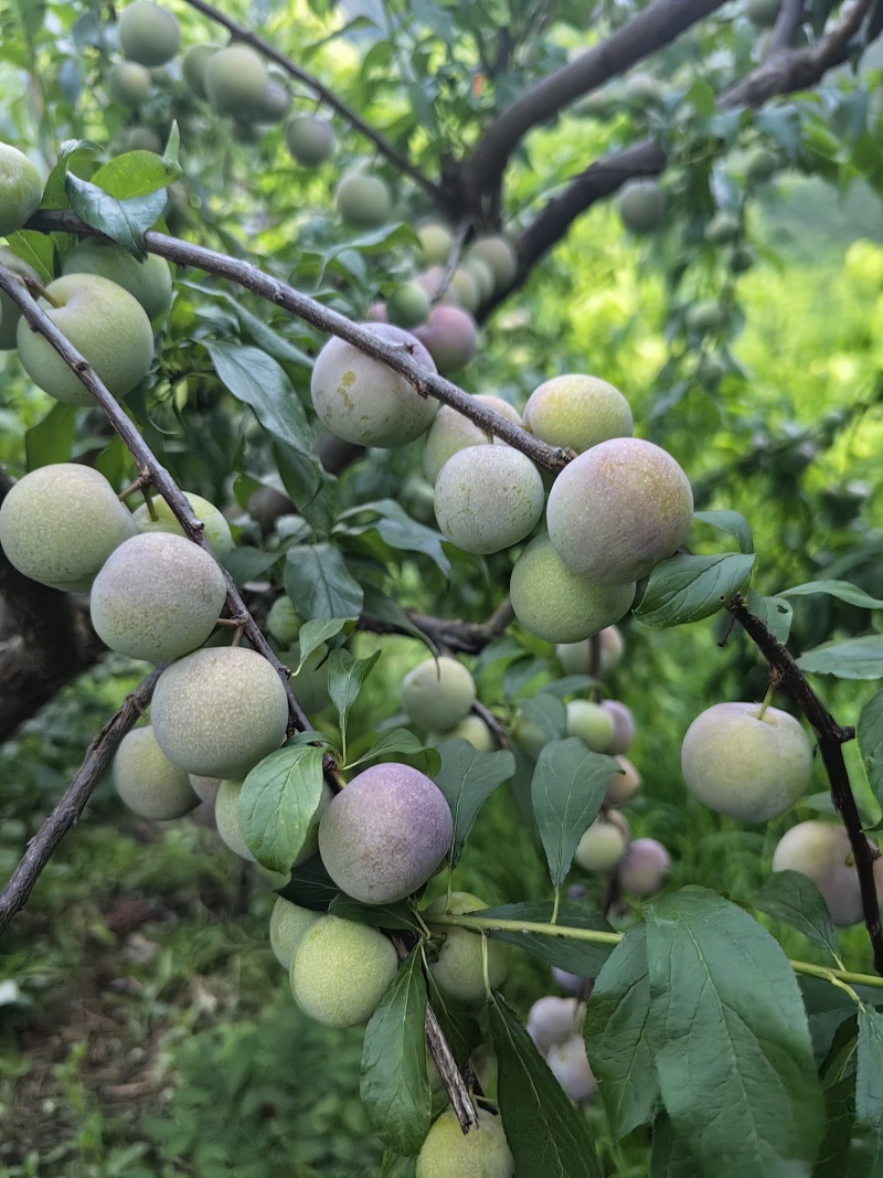 四川屏山县半边红李子（茵红李），产地直供，量大稳定！