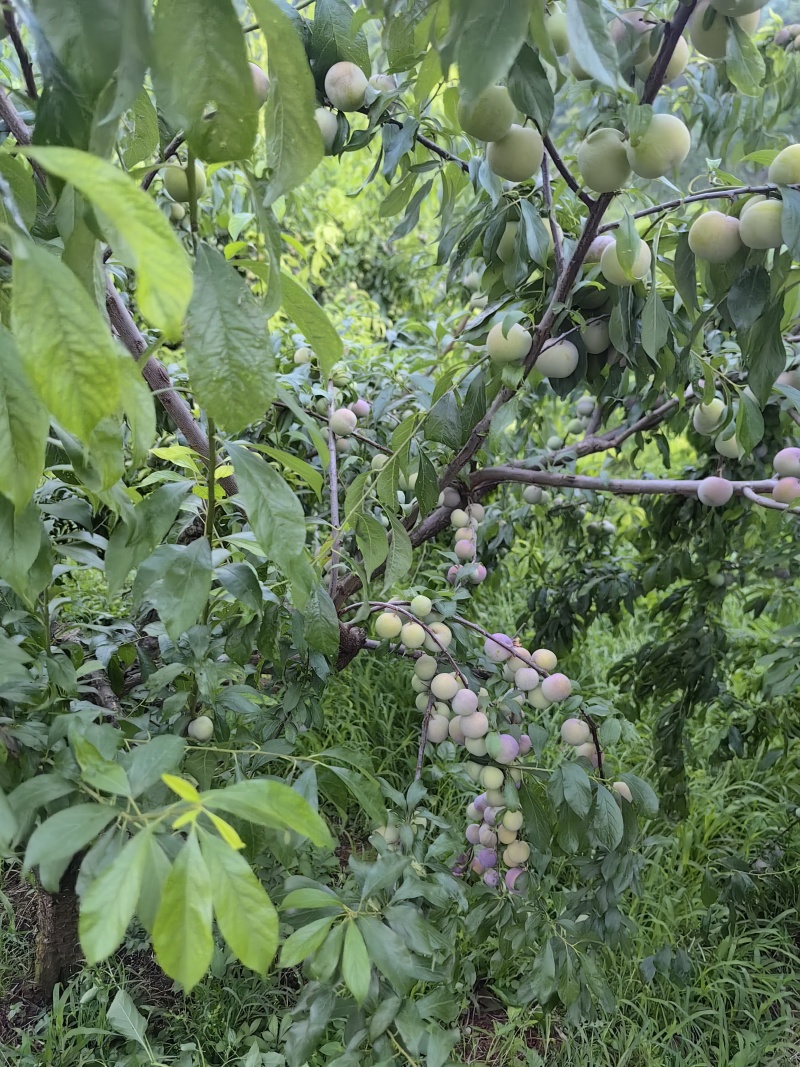 四川屏山县半边红李子（茵红李），产地直供，量大稳定！