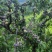 四川屏山县半边红李子（茵红李），产地直供，量大稳定！