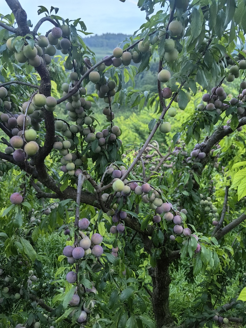 四川屏山县半边红李子（茵红李），产地直供，量大稳定！