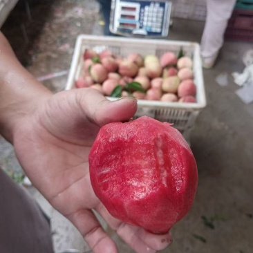 血桃狗血桃
