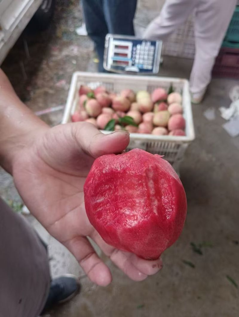 血桃狗血桃