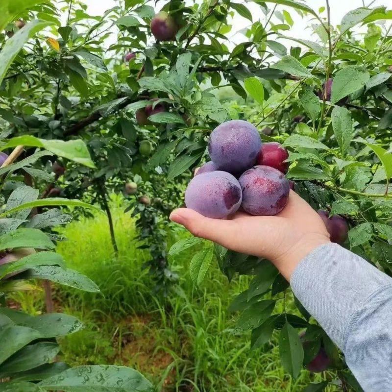 玫瑰李