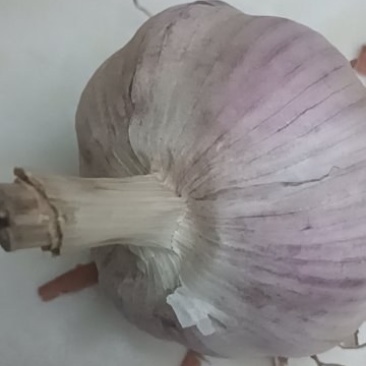 济南白桥大青稞蒜种