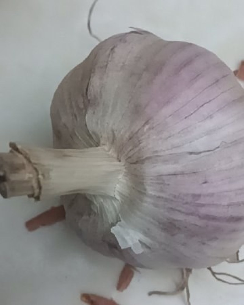 济南白桥大青稞蒜种