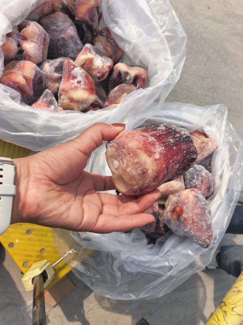 马短蹄短蹄子，元宝蹄去壳颜色好吨起价位可谈