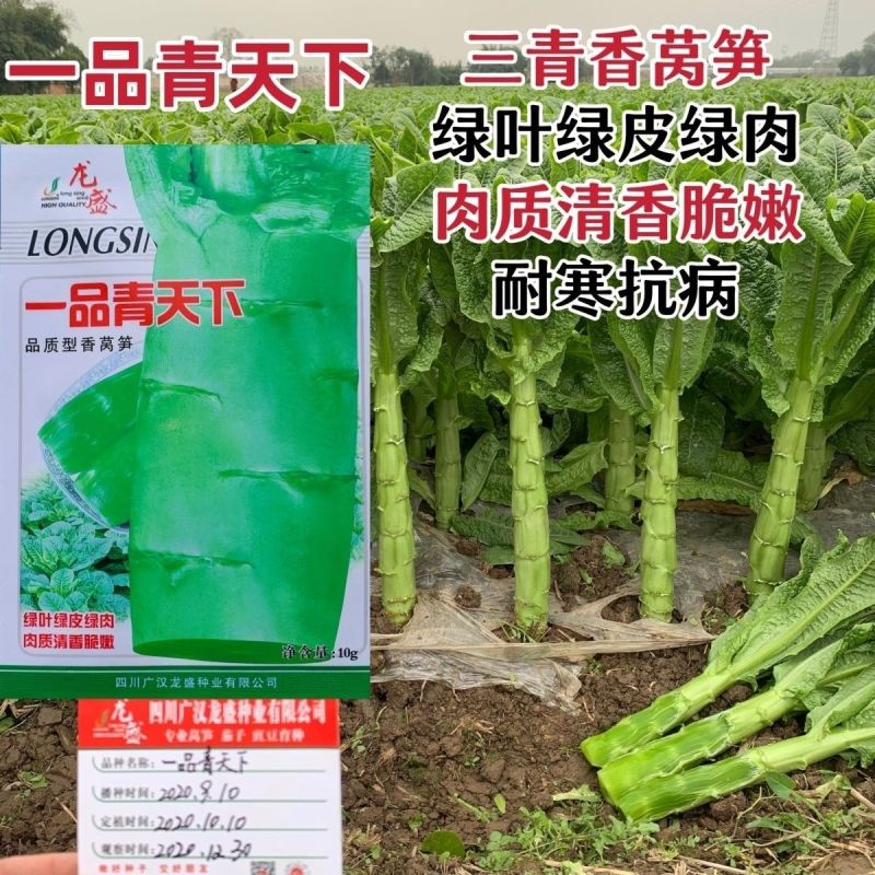 龙盛三青莴笋种子薄皮绿肉大棒高产春秋播种莴笋种子基地专用
