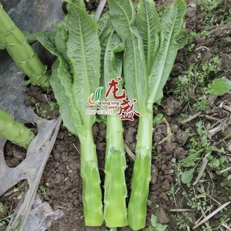 龙盛三青莴笋种子薄皮绿肉大棒高产春秋播种莴笋种子基地专用
