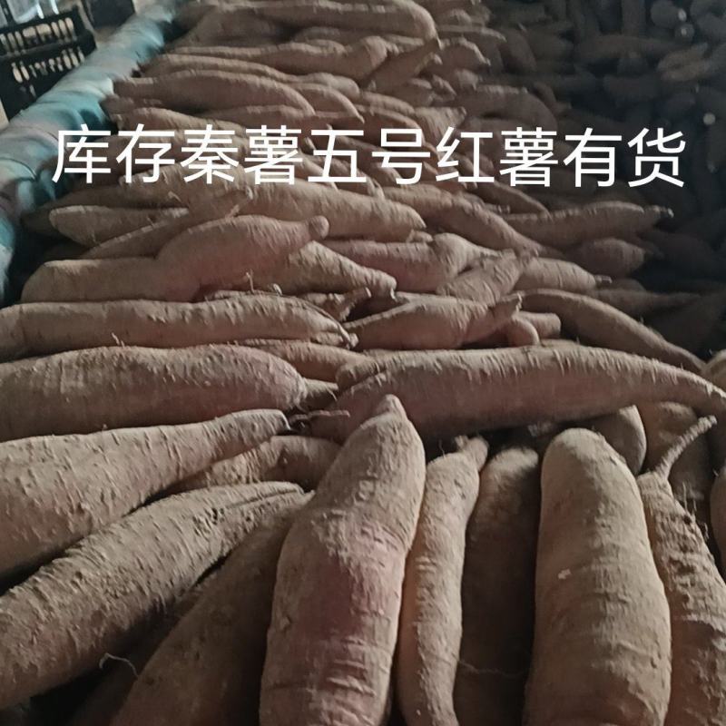 库存秦薯五号红薯