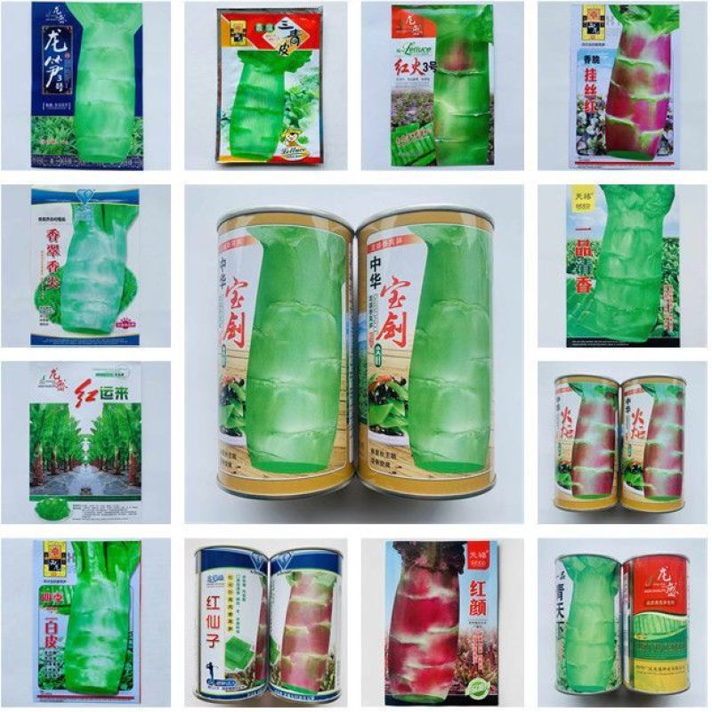 高桩青莴笋种子薄皮绿肉大棒高产春秋基地专用播种青莴笋种子