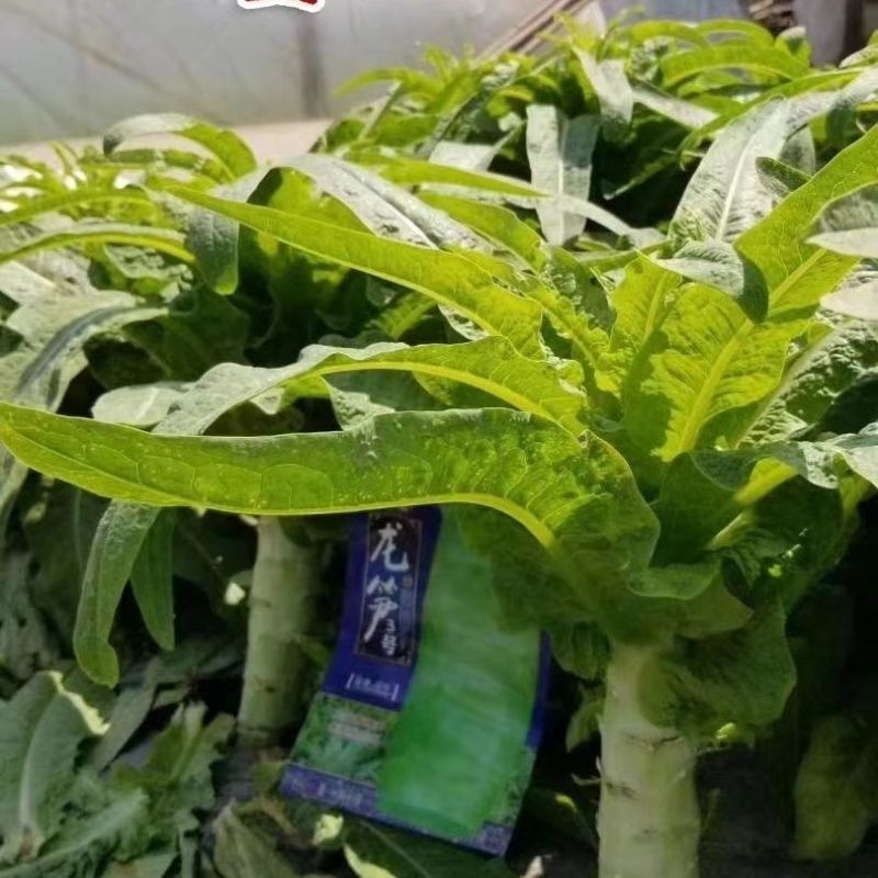 高桩青莴笋种子薄皮绿肉大棒高产春秋基地专用播种青莴笋种子