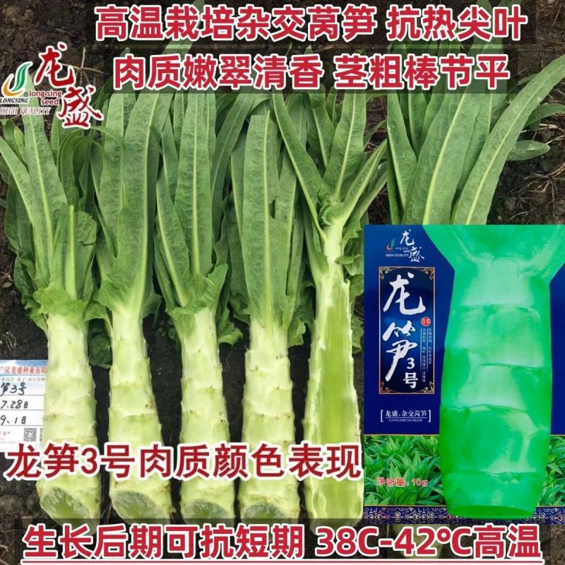 高桩青莴笋种子薄皮绿肉大棒高产春秋基地专用播种青莴笋种子