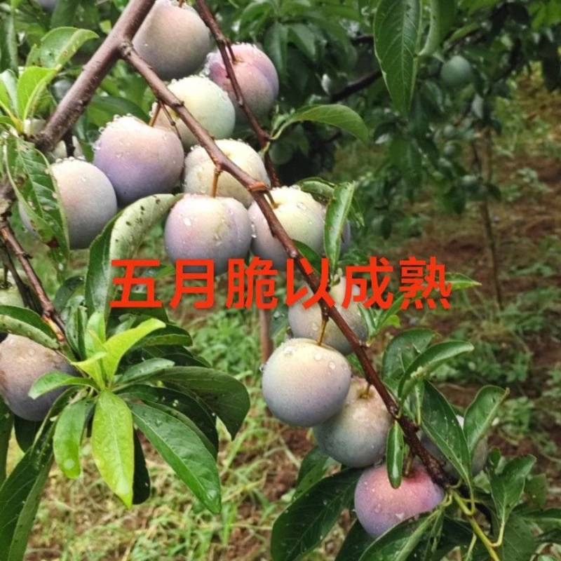 澳洲红