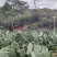 宝塔仙人掌果，大红果，大黄果，优质种苗出售