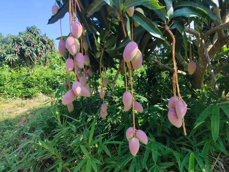 芒果红贵妃