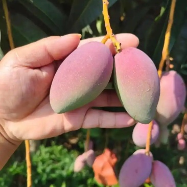 芒果红贵妃