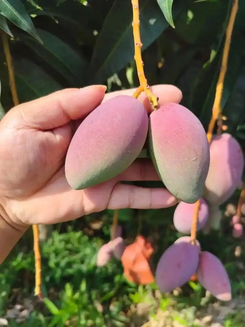 芒果红贵妃