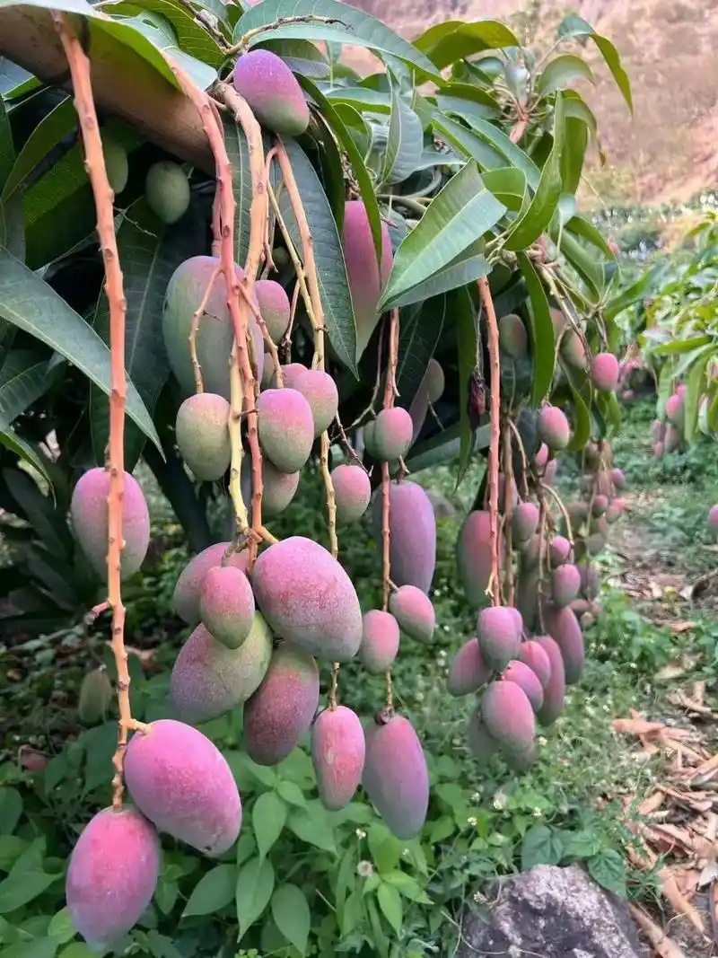 芒果红贵妃