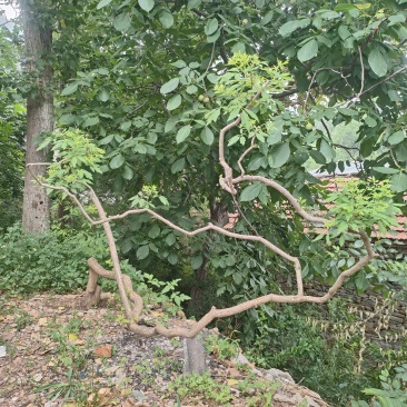 黄荆盆景
