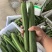 油皮丝瓜