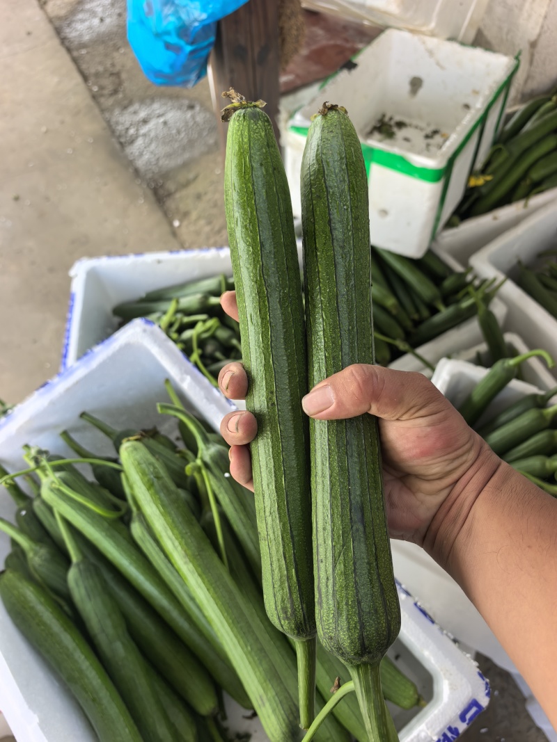 油皮丝瓜
