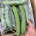 油皮丝瓜