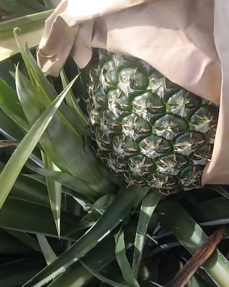 西瓜凤梨