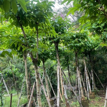 大叶紫微骨架8公分