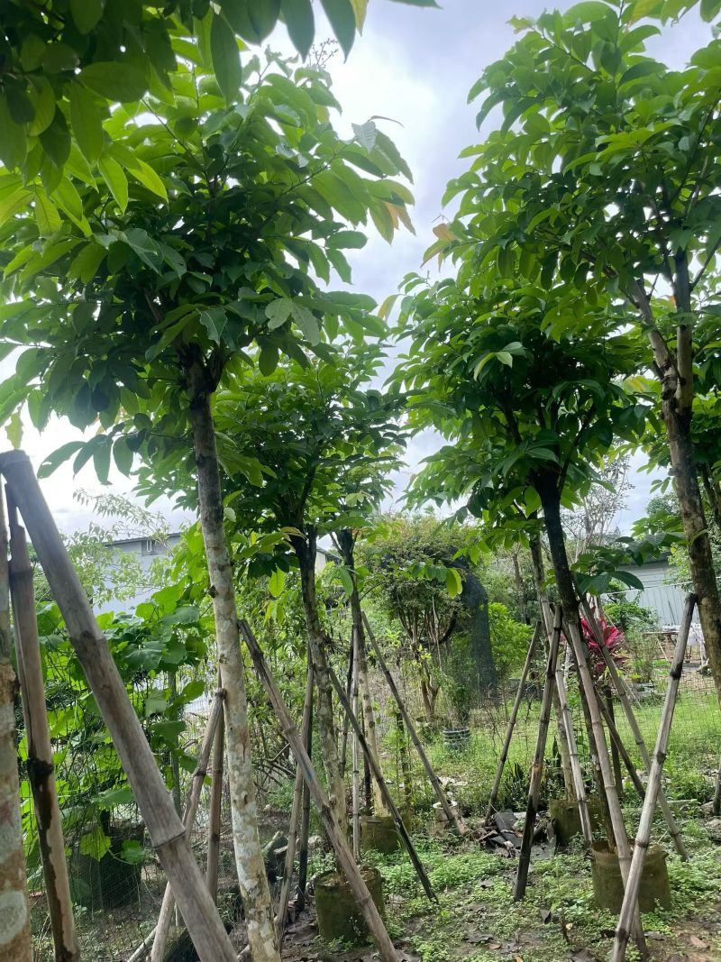大叶紫微骨架8公分
