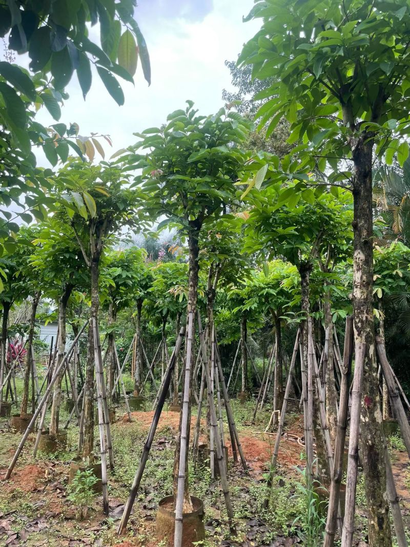 大叶紫微骨架8公分
