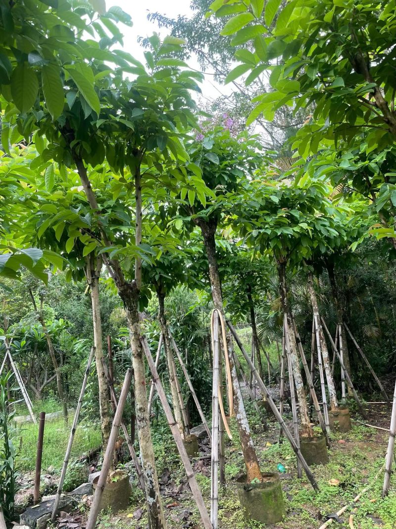 大叶紫微骨架8公分