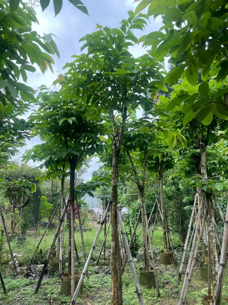 大叶紫微骨架8公分