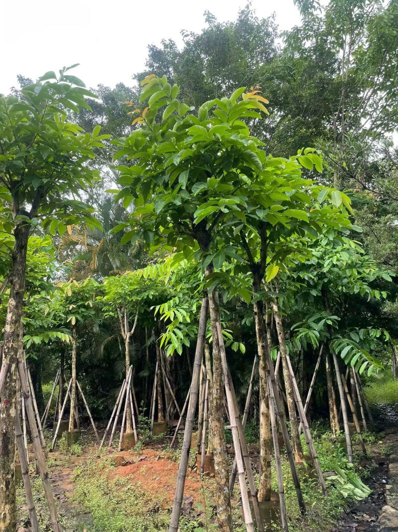 大叶紫微骨架8公分