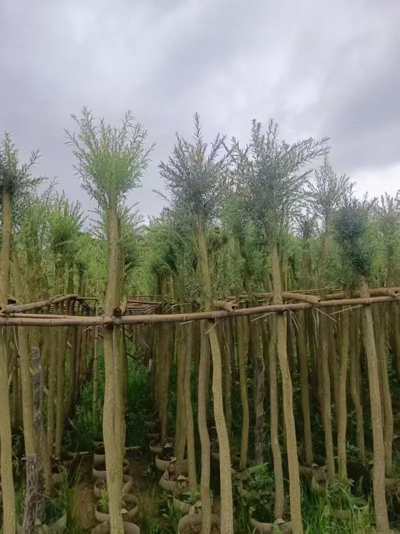 串钱柳（红千层）3-10分，大量现货