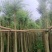 串钱柳（红千层）3-10分，大量现货